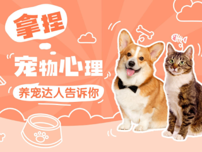 宠物训练全攻略：从基础到进阶，解决你的所有疑问